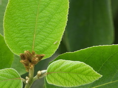 Diceratalebra interrogata