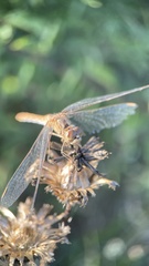 Sympetrum