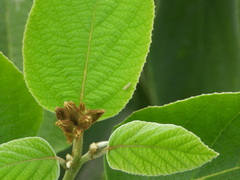 Diceratalebra interrogata