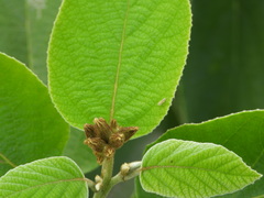 Diceratalebra interrogata