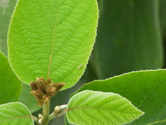 Diceratalebra interrogata