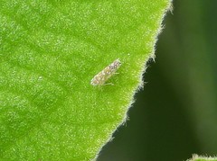 Diceratalebra interrogata