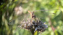 Sympetrum
