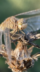 Sympetrum