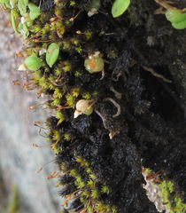 Bulbophyllum pygmaeum