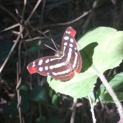 Catonephele mexicana