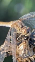 Sympetrum