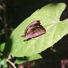 Catonephele mexicana