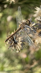 Sympetrum sanguineum