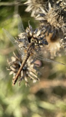 Sympetrum sanguineum