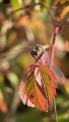 Sympetrum sanguineum