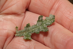 Podosphaera senecionis