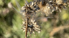 Sympetrum sanguineum