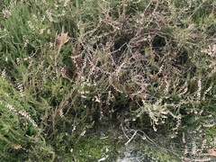 Calluna vulgaris