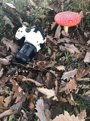 Amanita muscaria