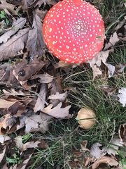 Amanita muscaria