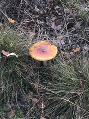 Amanita muscaria