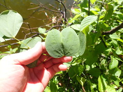Bauhinia × blakeana