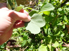 Bauhinia × blakeana
