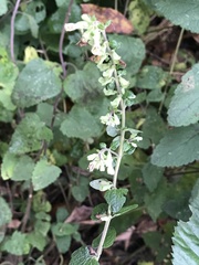 Teucrium scorodonia