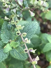 Teucrium scorodonia