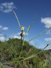Phyllanthus klotzschianus