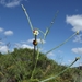 Phyllanthus klotzschianus - Photo (c) eneaschr,  זכויות יוצרים חלקיות (CC BY-NC)
