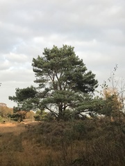 Pinus sylvestris