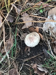 Amanita citrina