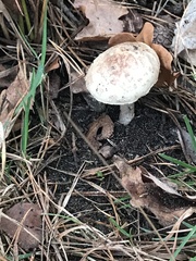 Amanita citrina