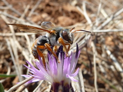 Rhodanthidium