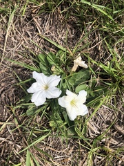 Ruellia morongii