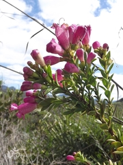 Esterhazya splendida