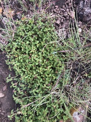Ayenia mansfeldiana