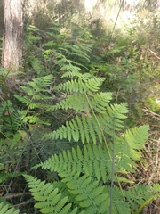 Pteridium esculentum