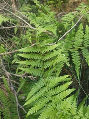 Pteridium esculentum