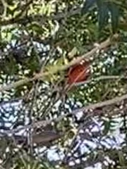Pyrocephalus rubinus