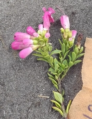 Esterhazya splendida