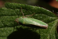 Draeculacephala crassicornis