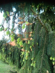 Picea abies