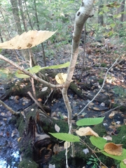 Ostrya virginiana image