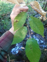Ostrya virginiana image