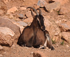 Capra hircus cretica