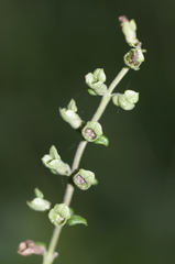 Teucrium scorodonia