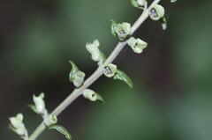 Teucrium scorodonia