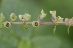 Teucrium scorodonia