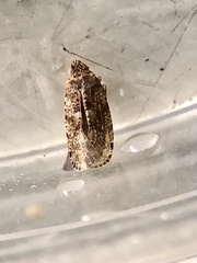 Catonia lunata