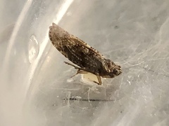 Catonia lunata