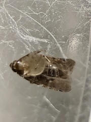 Catonia lunata