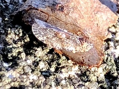 Catonia lunata